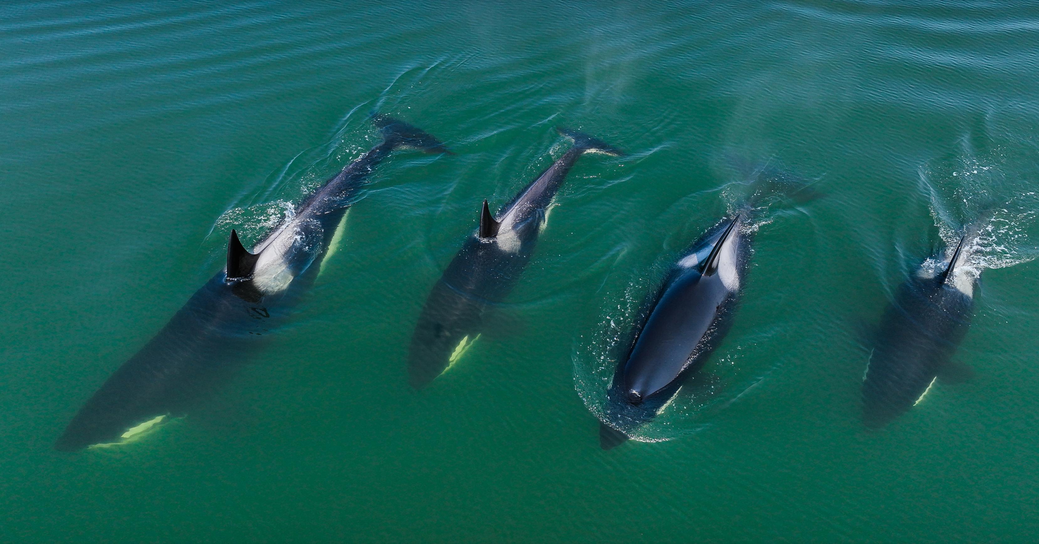 Bild zeigt eine Gruppe Orcas, die in Formation schwimmen.